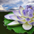 icon Lotus Blom Agtergrond 2.1.8