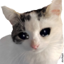 icon Stickers Cats