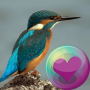 icon Colorful Hummingbirds