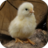 icon ChickenBG 1.1.1