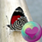 icon Pretty Butterflies HD Wallpapers 1.9.8