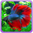 icon Betta Fish Gallery 1.1