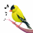 icon Bird Calls 13.2.0