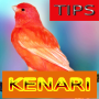 icon Tips Perawatan Kenari