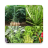 icon Plantes medicinales 5.15.2