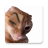 icon Memes Stickers 3.0