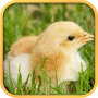 icon Real Chicken Simulator